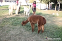 VBS_8127 - Inaugurazione 72.ma Fiera del Peperone di Carmagnola